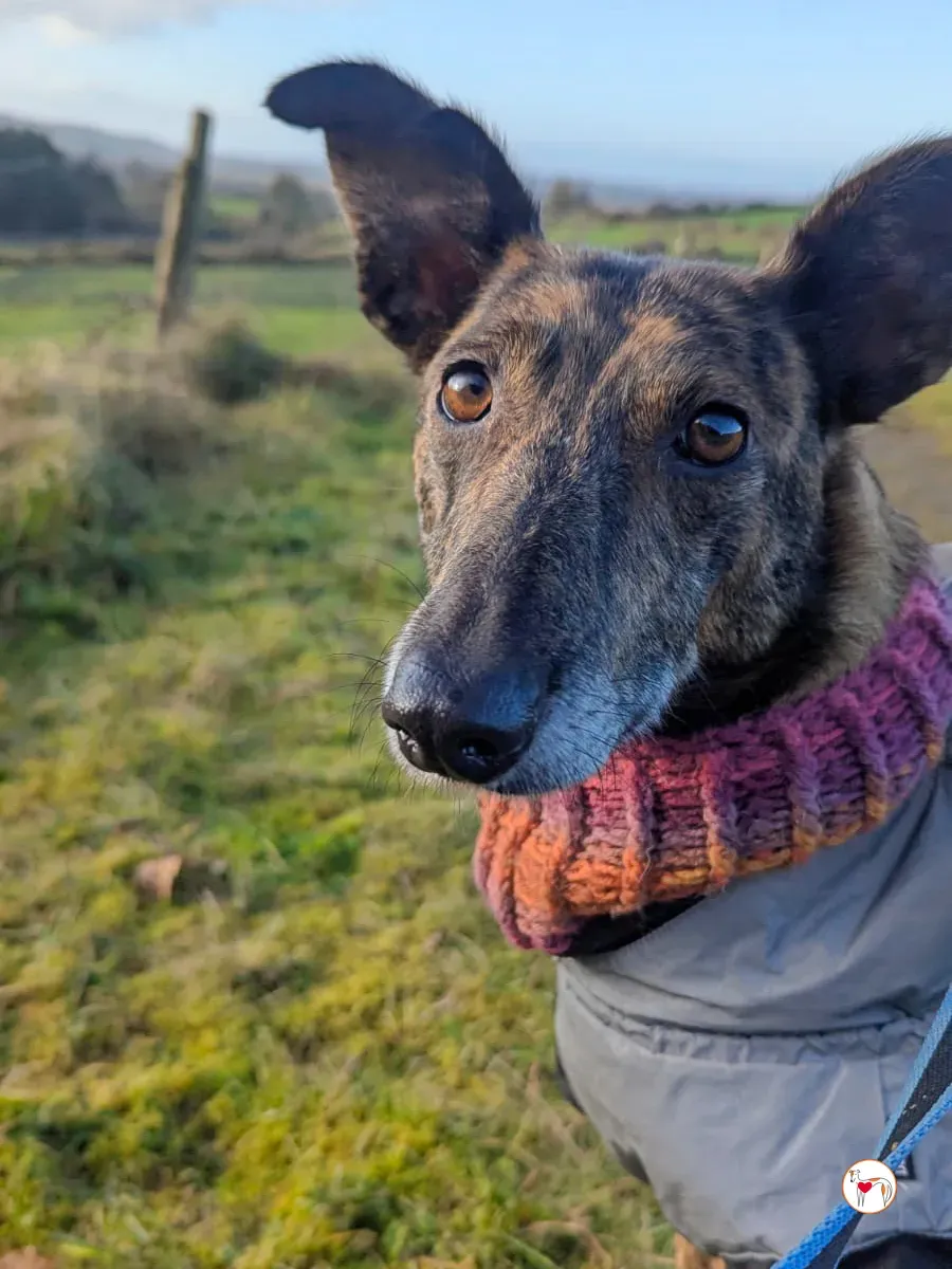 sierra grey adozione 4