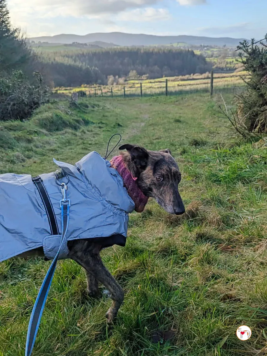 sierra grey adozione 5