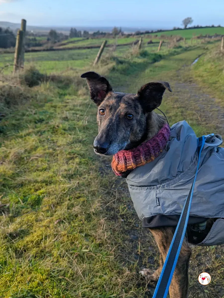 sierra grey adozione 6