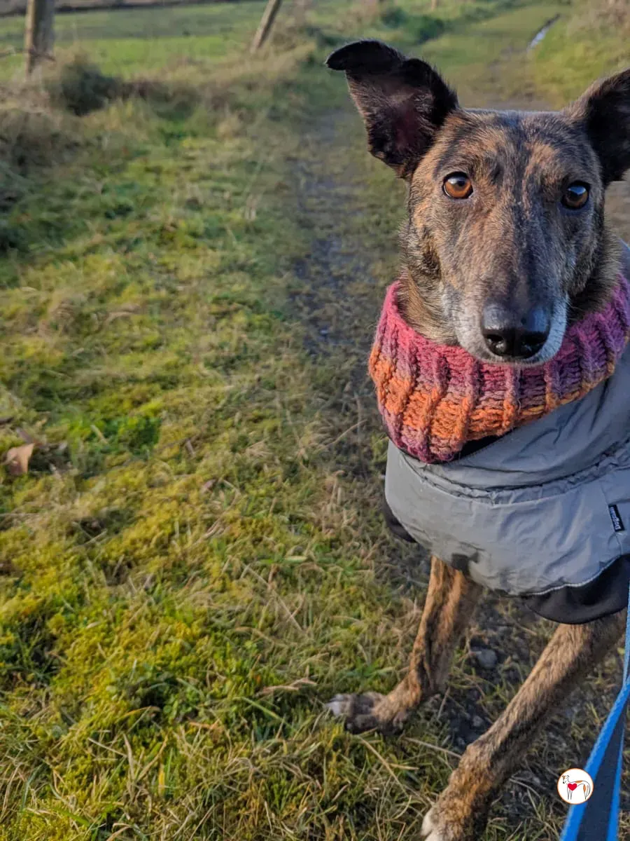 sierra grey adozione 7