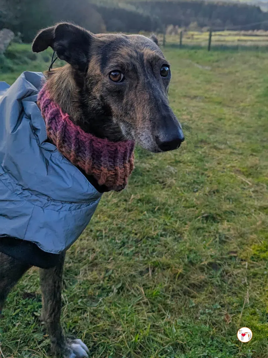 sierra grey adozione 8