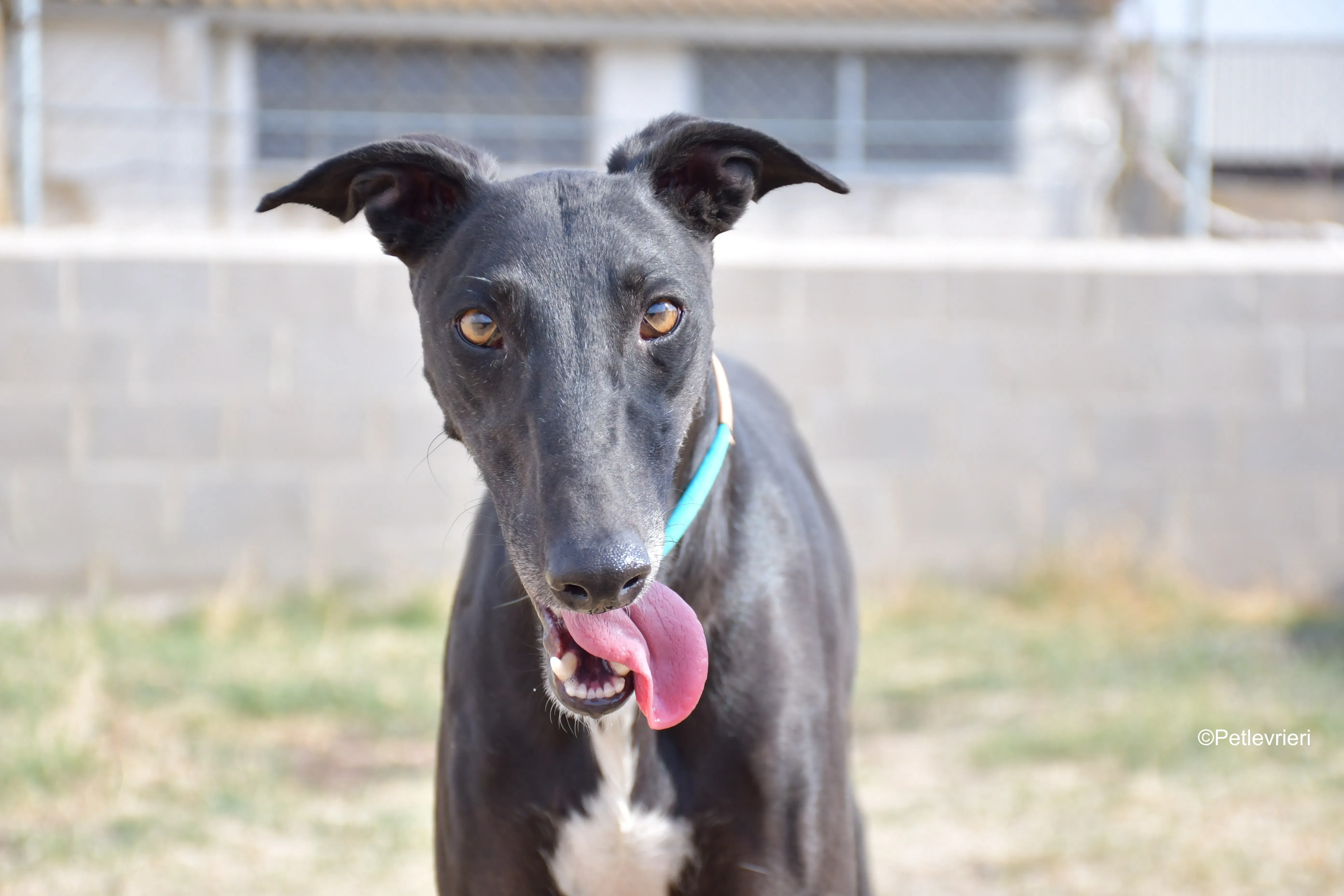 silencio adozione levrieri galgo 1