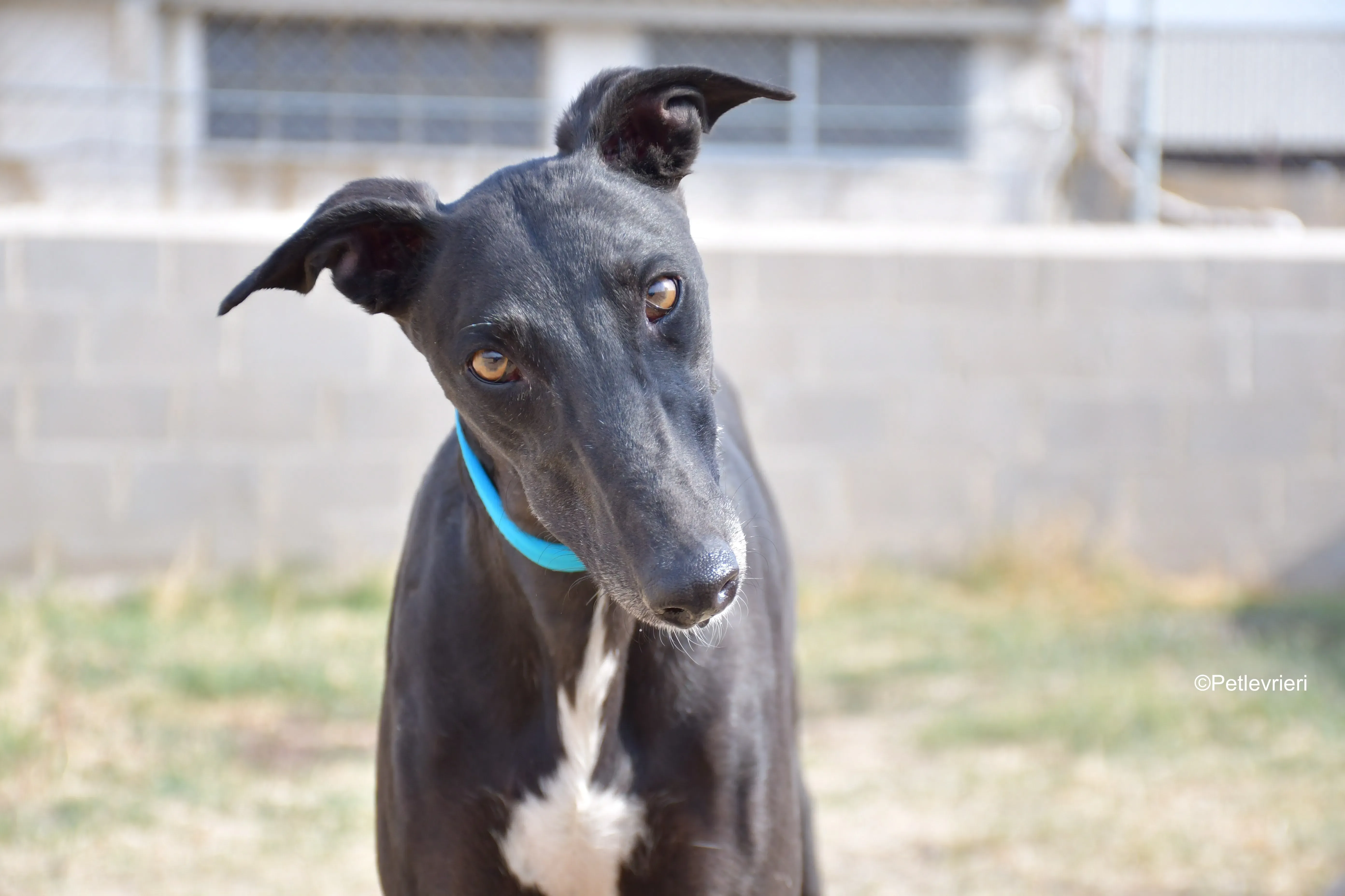 silencio adozione levrieri galgo 2