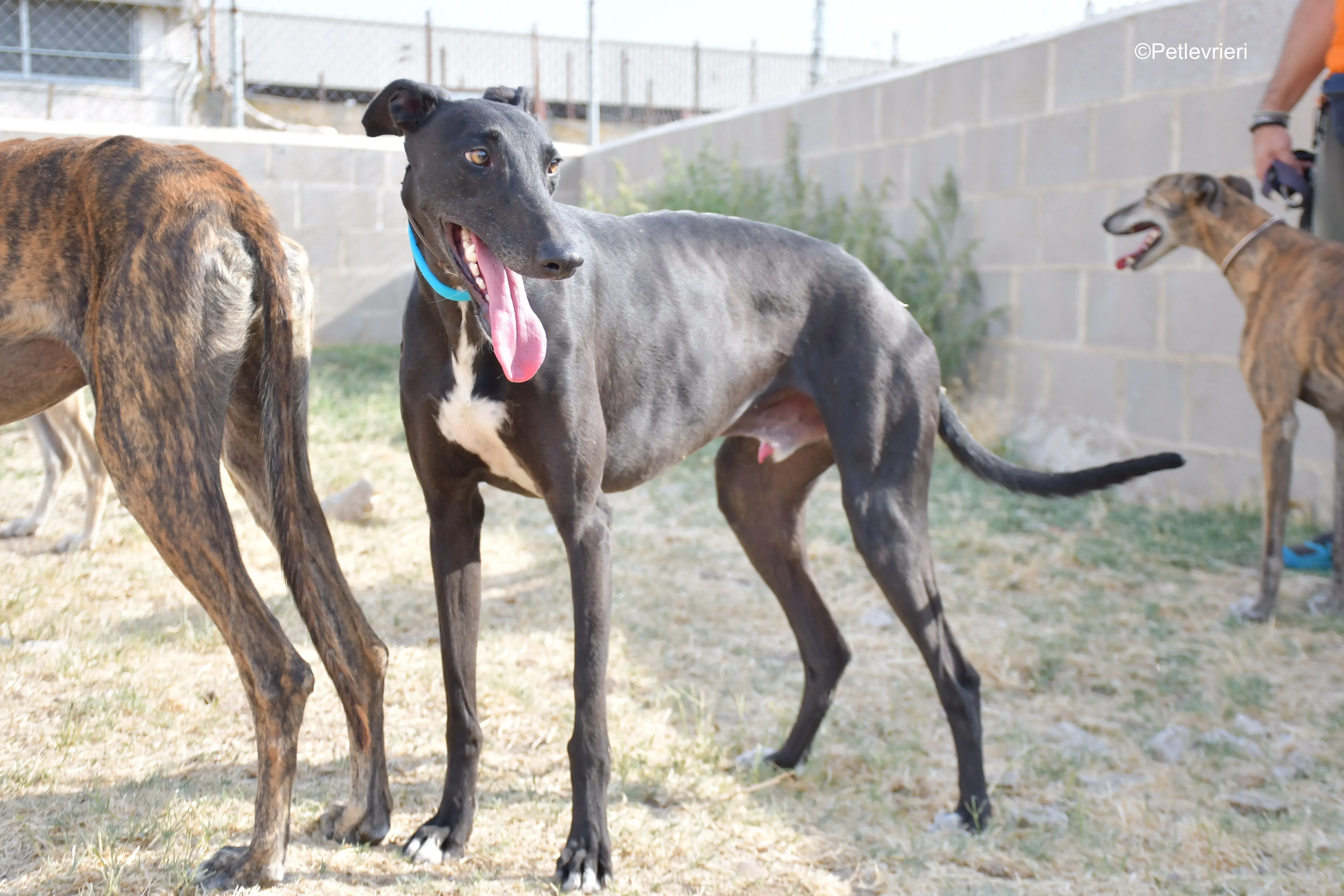 silencio adozione levrieri galgo 3