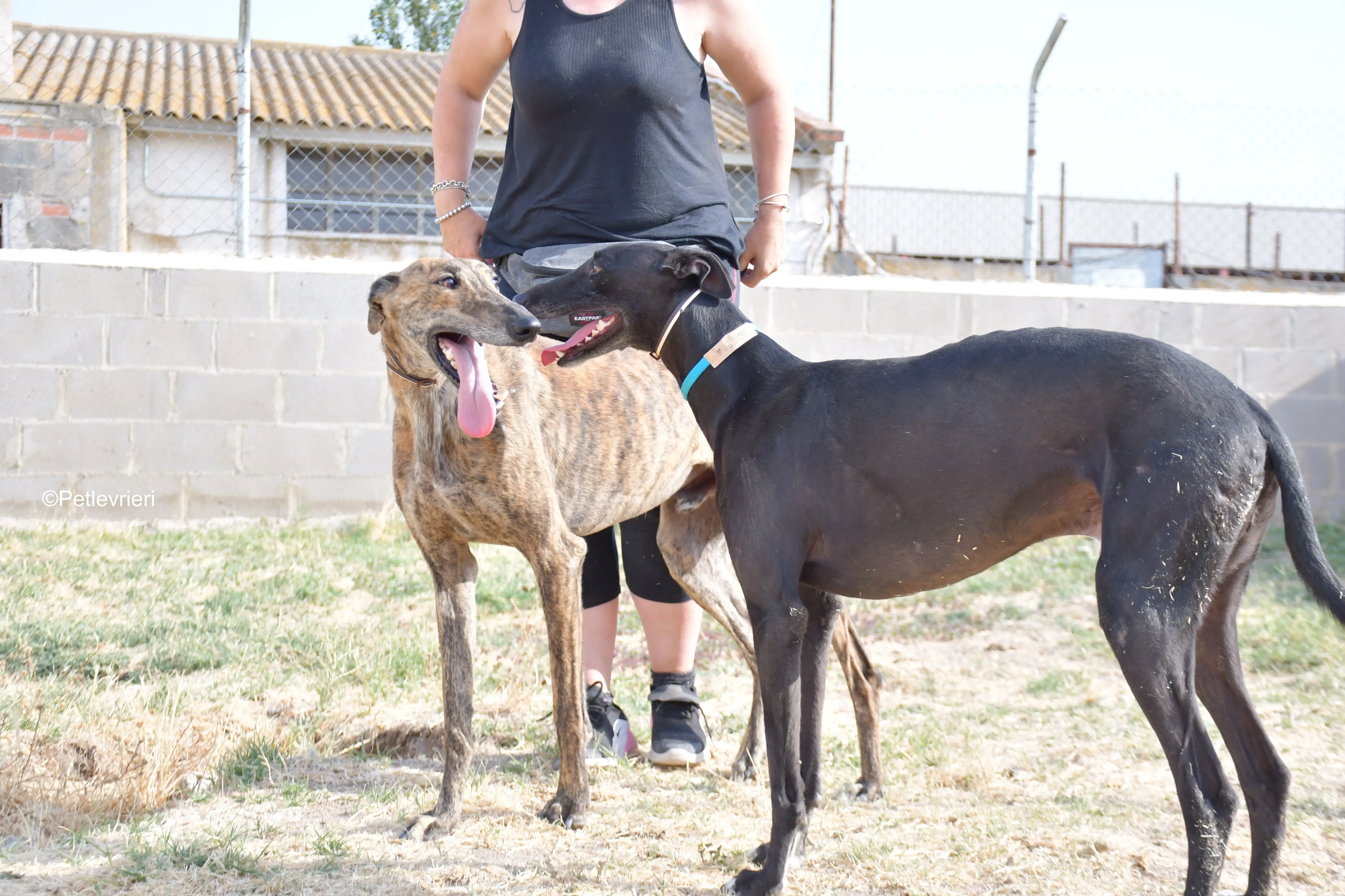 silencio adozione levrieri galgo 4