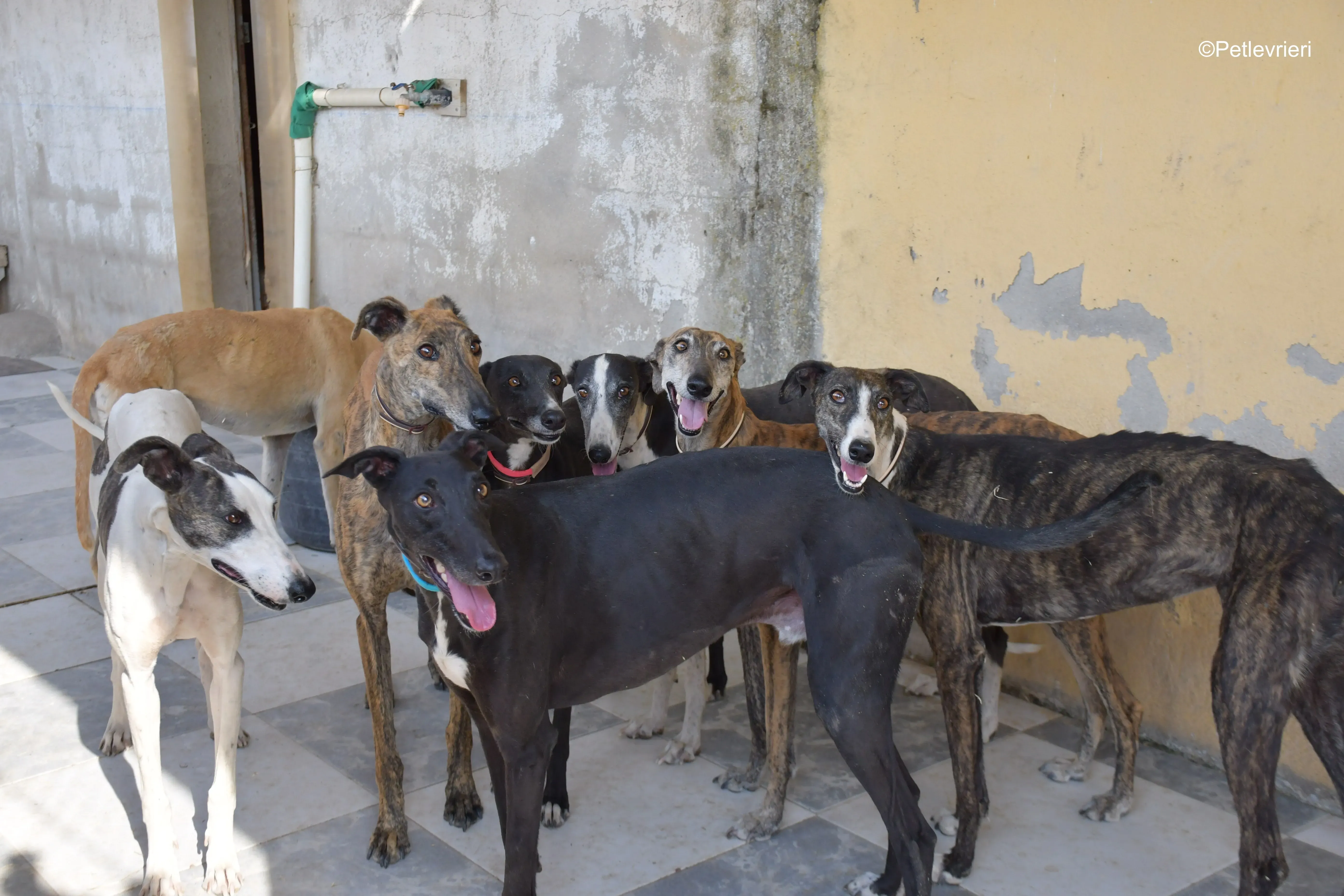 silencio adozione levrieri galgo 5