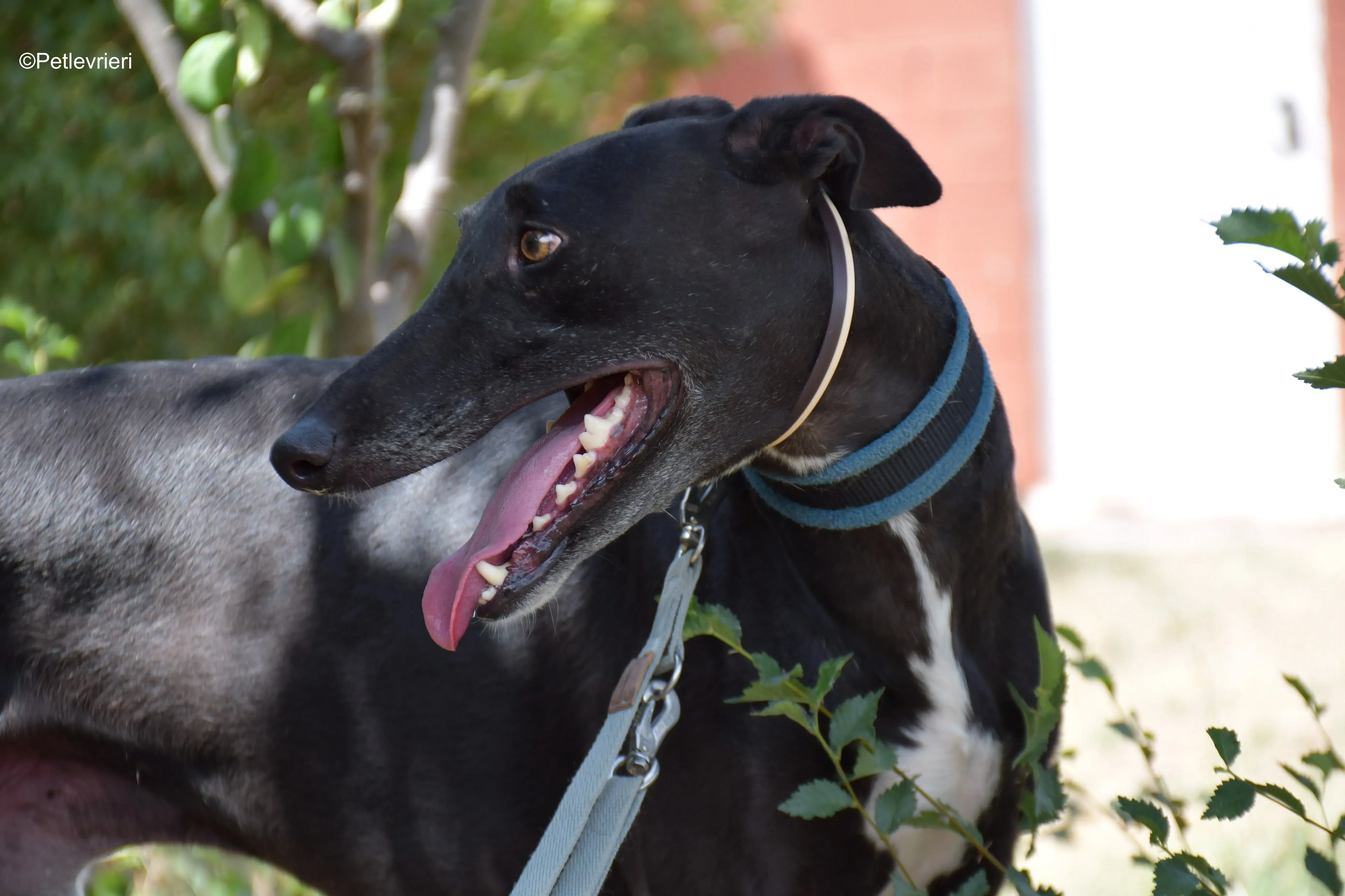 silencio adozione levrieri galgo 6