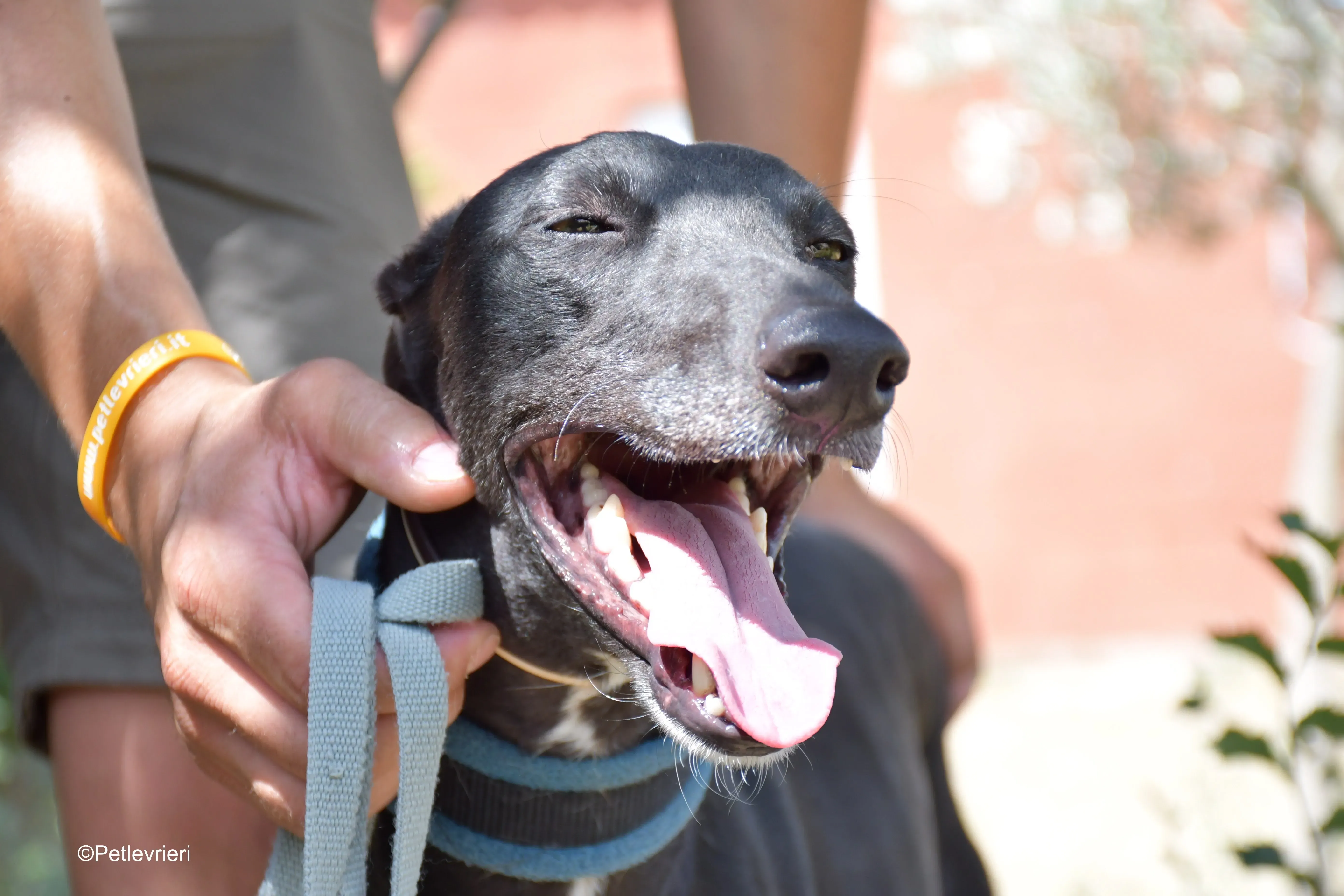 silencio adozione levrieri galgo 7