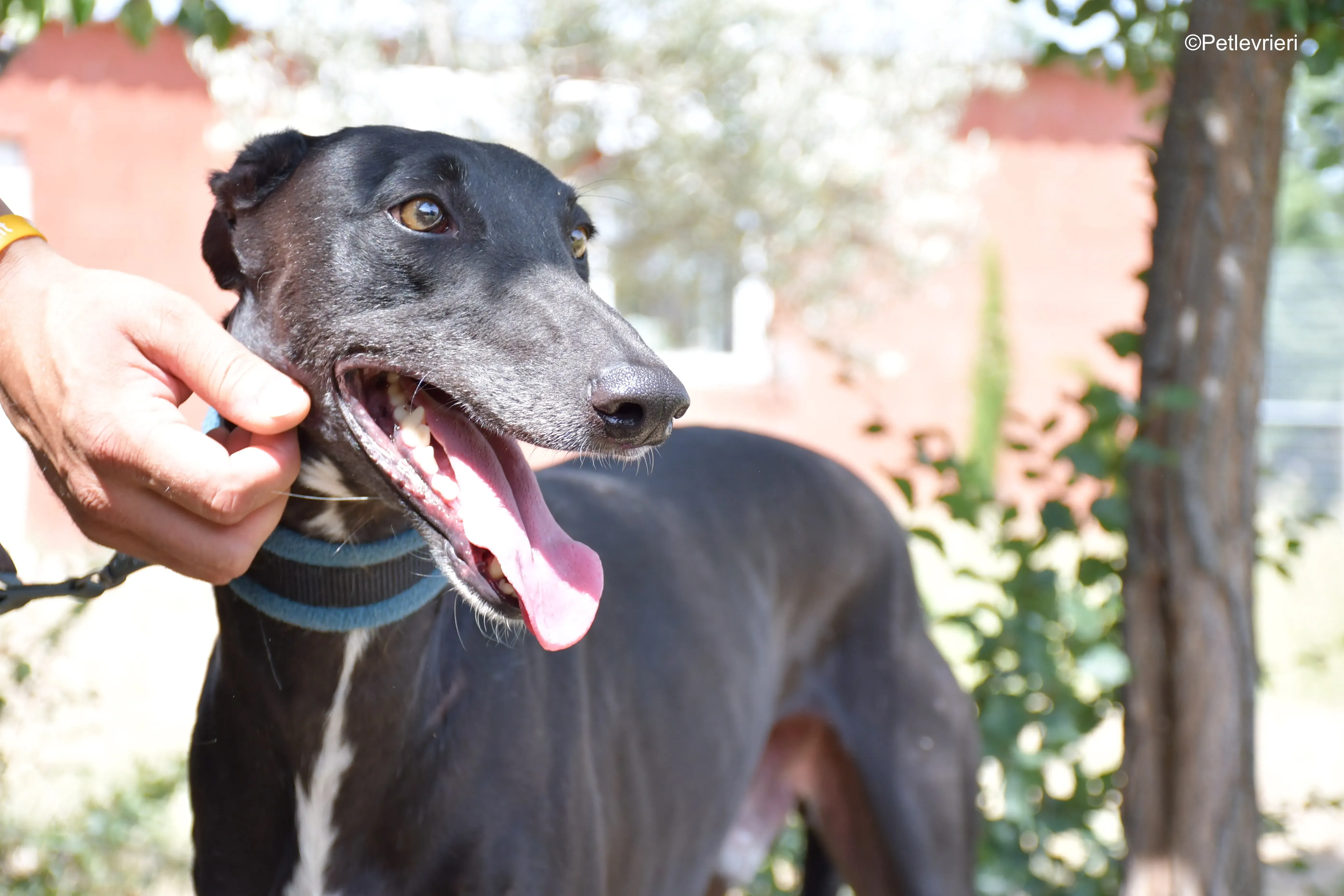 silencio adozione levrieri galgo 8