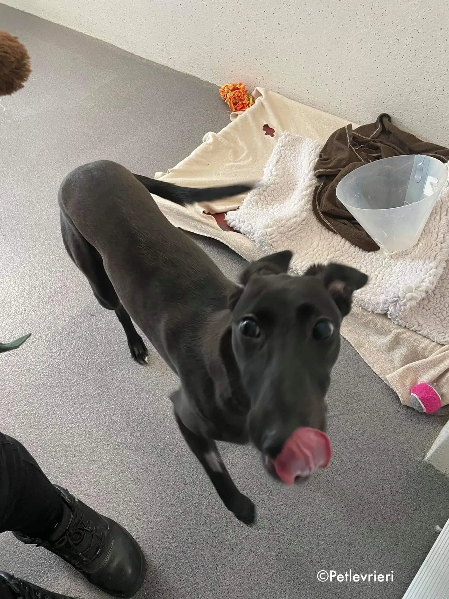 silky adozione levrieri greyhound 1