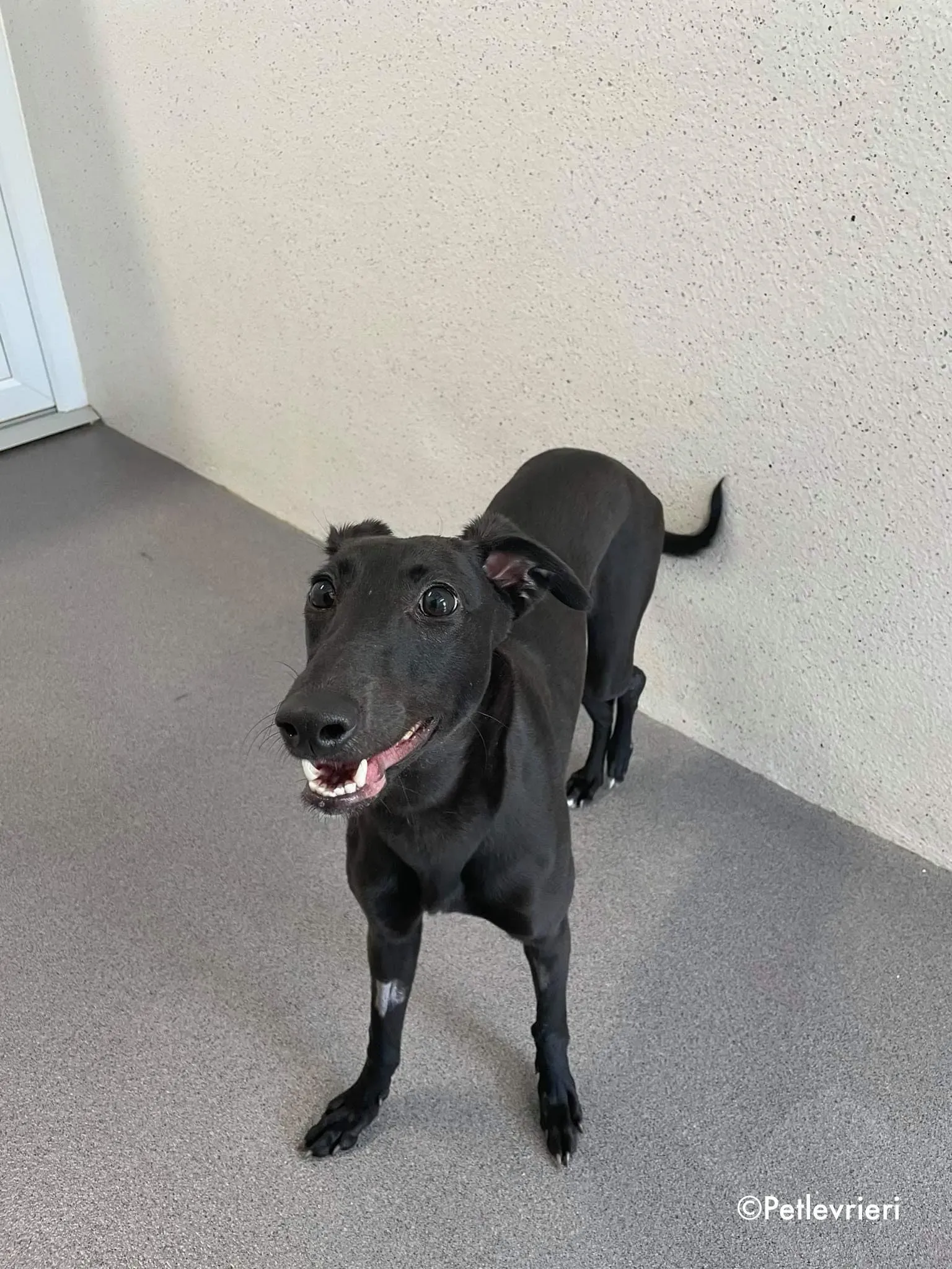 silky adozione levrieri greyhound 10