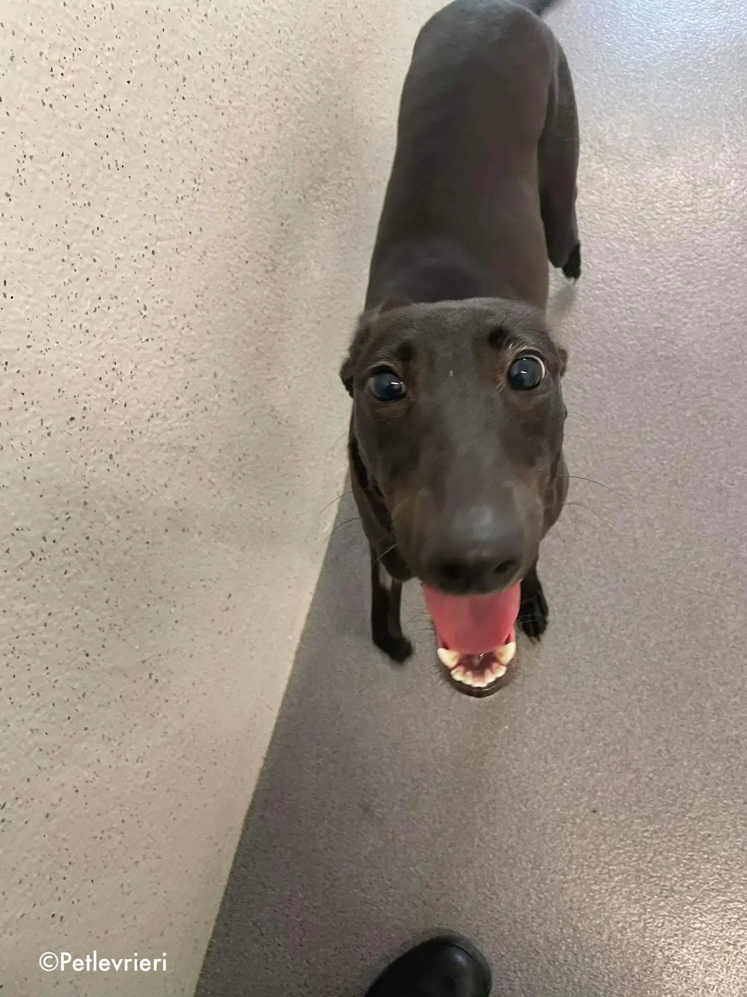 silky adozione levrieri greyhound 2