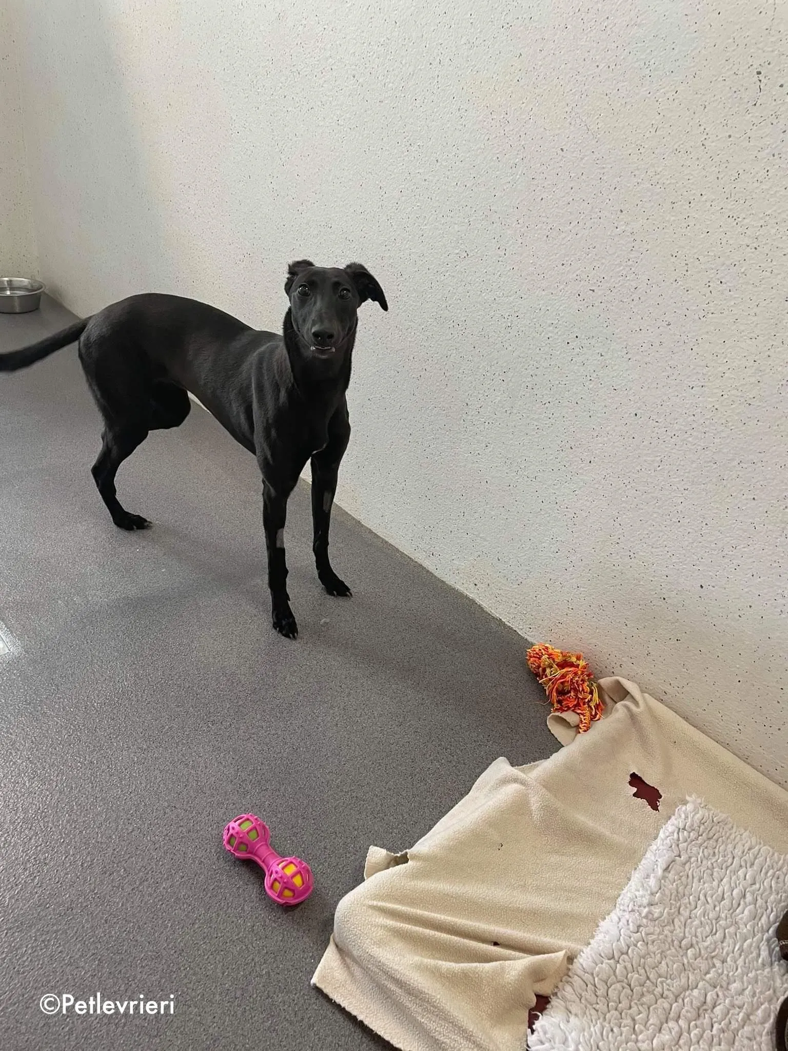 silky adozione levrieri greyhound 3