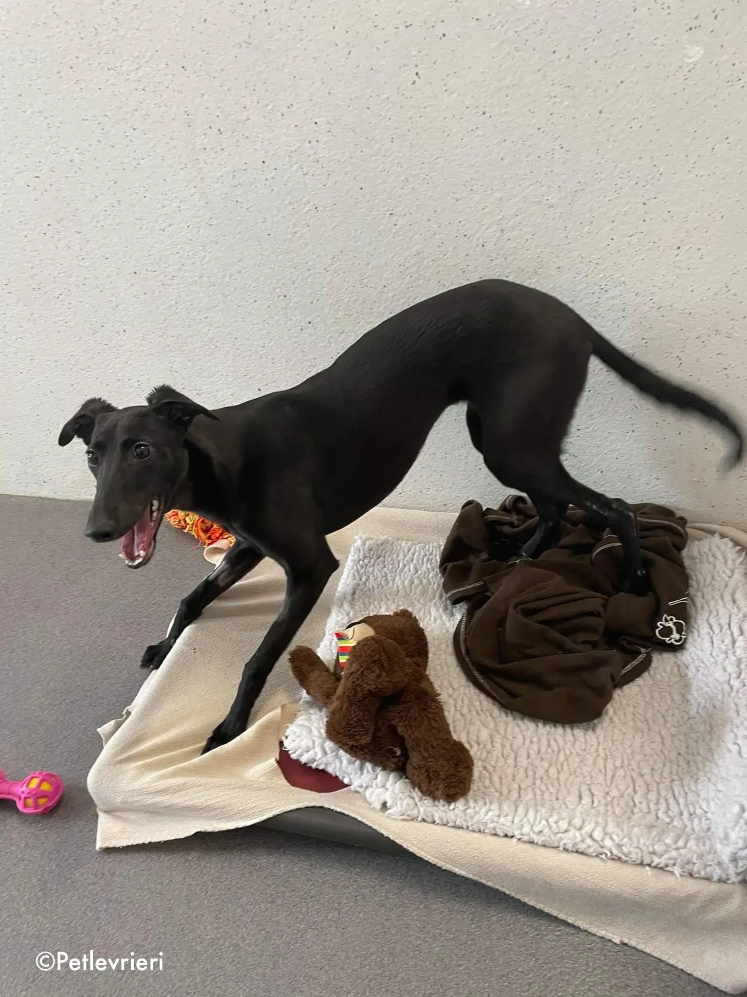 silky adozione levrieri greyhound 4