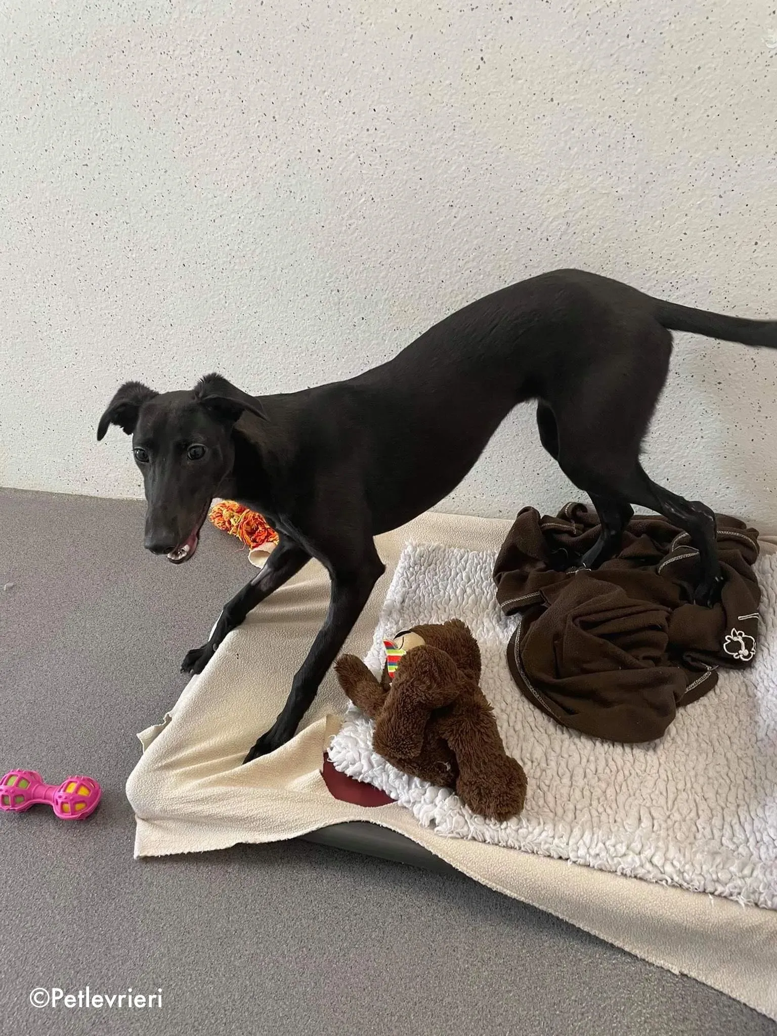 silky adozione levrieri greyhound 5