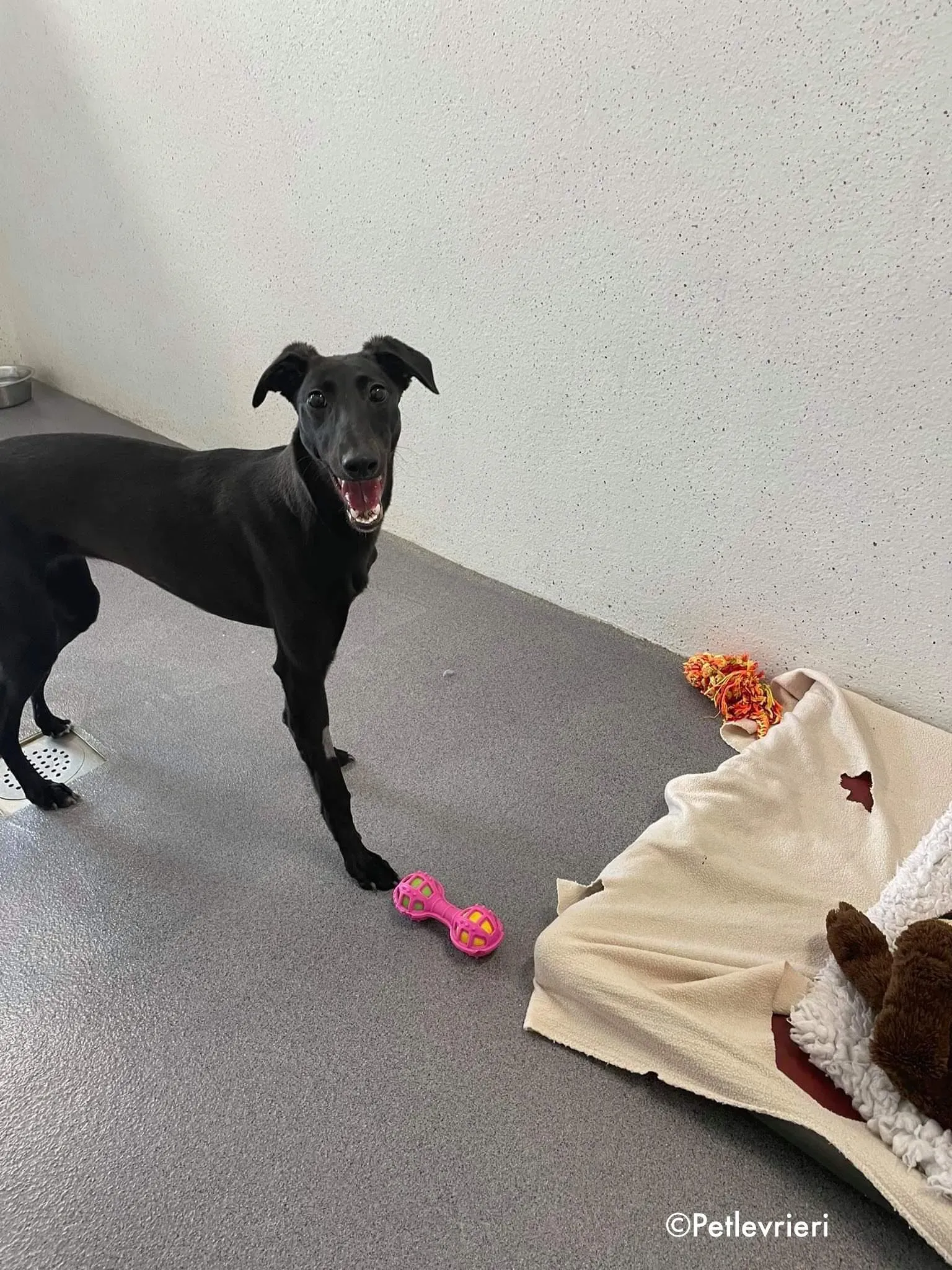 silky adozione levrieri greyhound 6