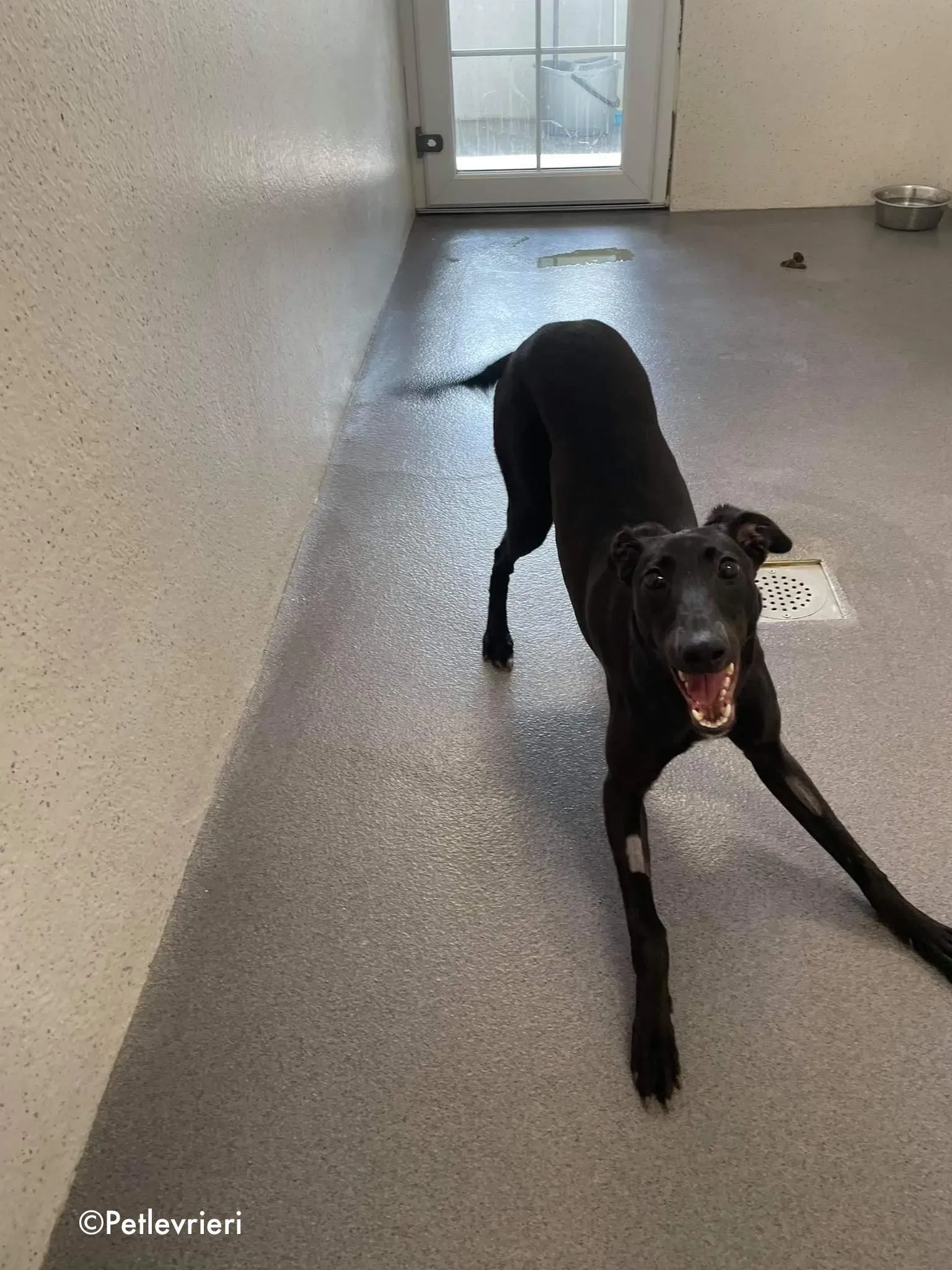 silky adozione levrieri greyhound 7