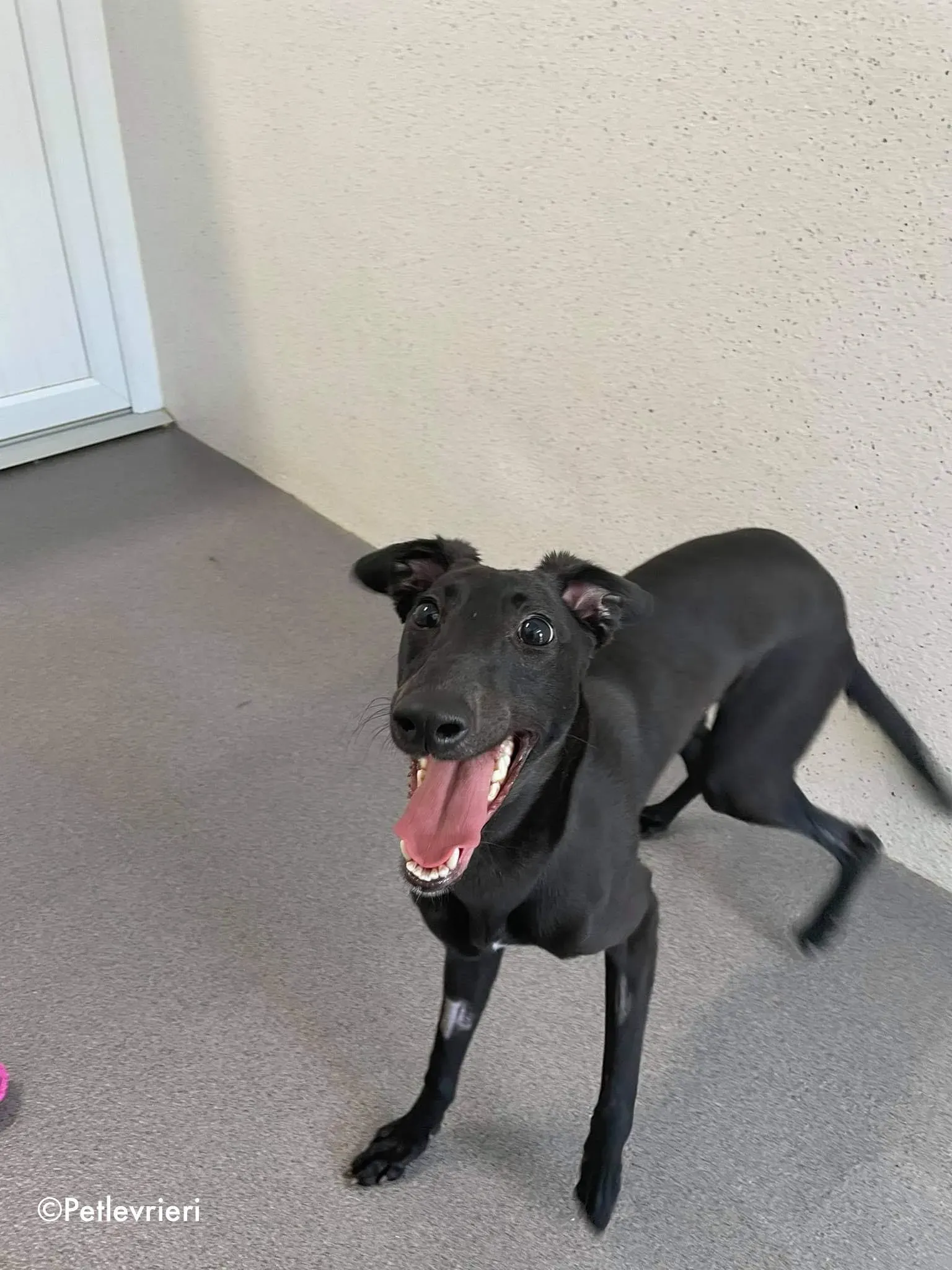 silky adozione levrieri greyhound 8