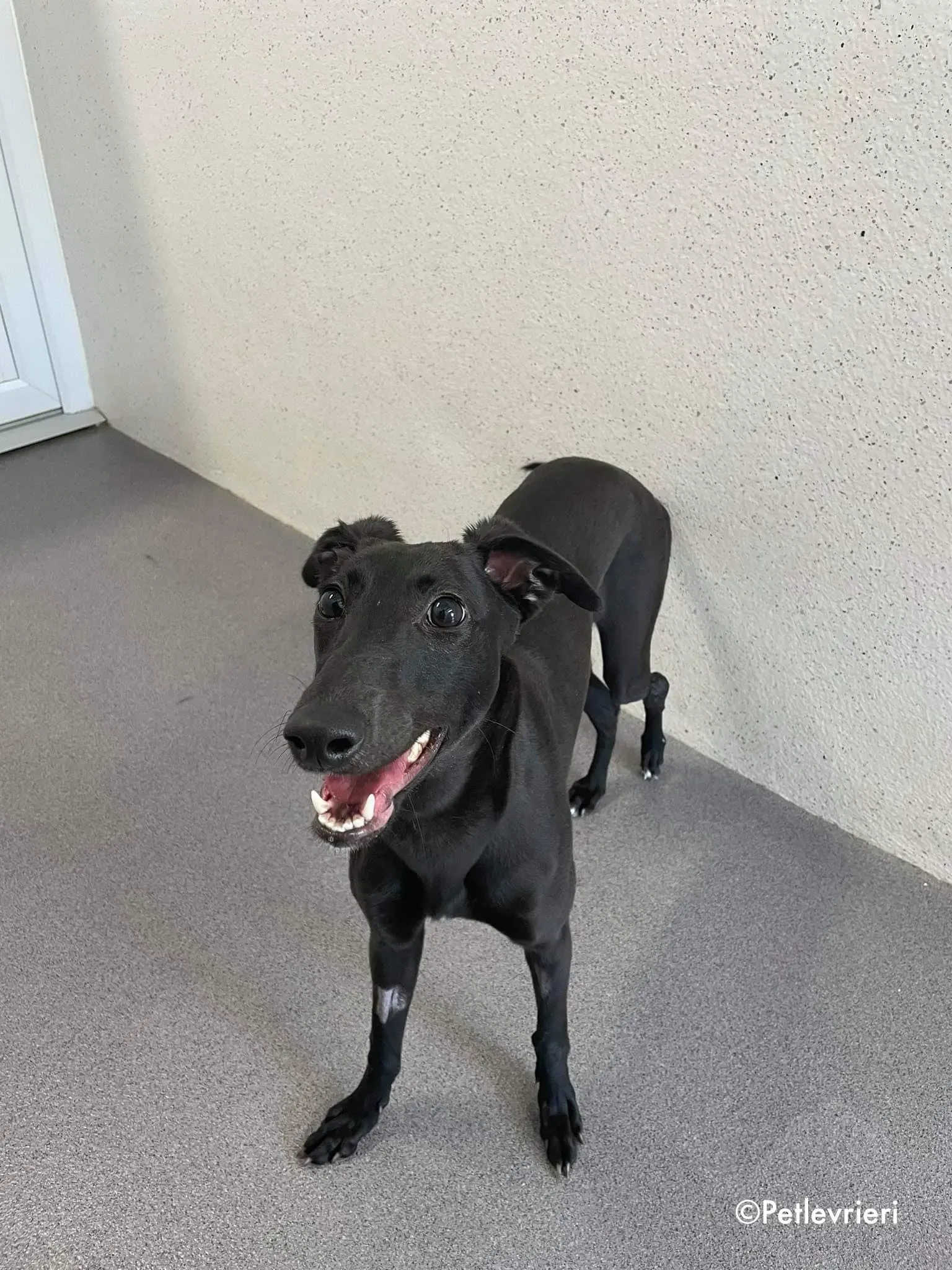 silky adozione levrieri greyhound 9