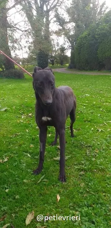 silver adozione greyhound 1
