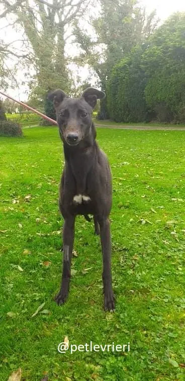 silver adozione greyhound 2