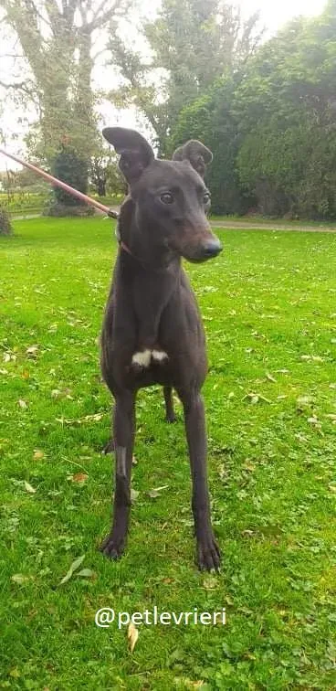 silver adozione greyhound 3