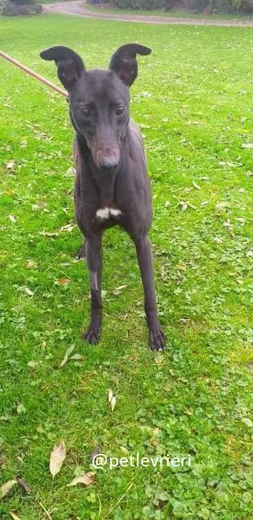 silver adozione greyhound 4