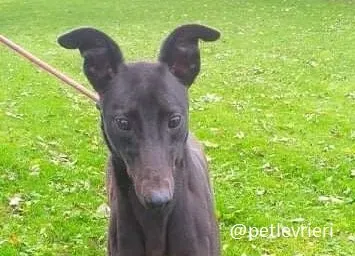 silver adozione greyhound 7