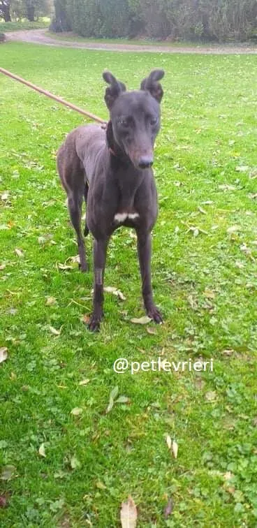 silver adozione greyhound
