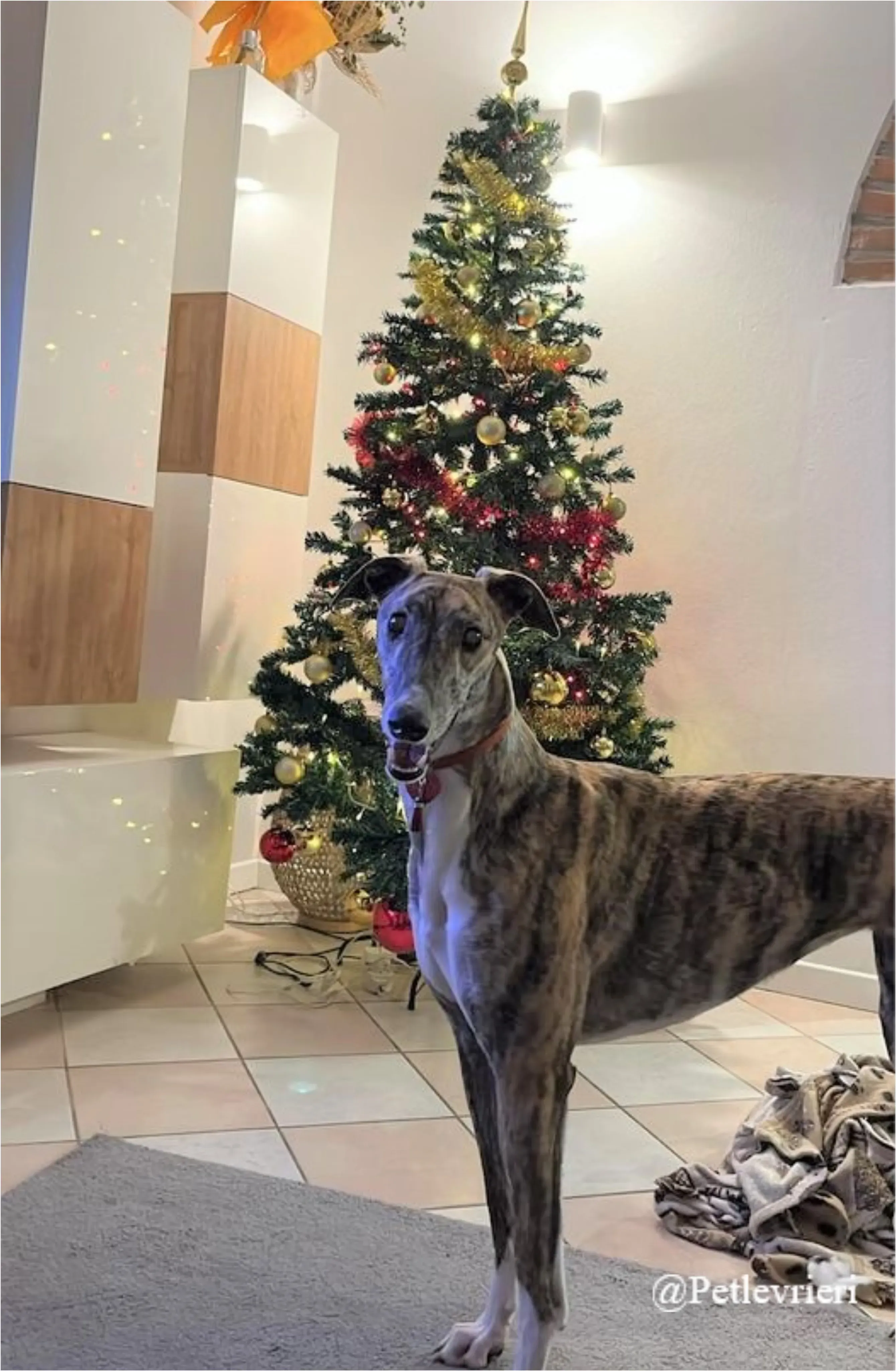 silvia pet levrieri natale 2021