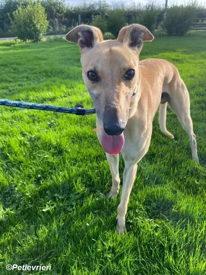 simon adozione levrieri greyhound 11