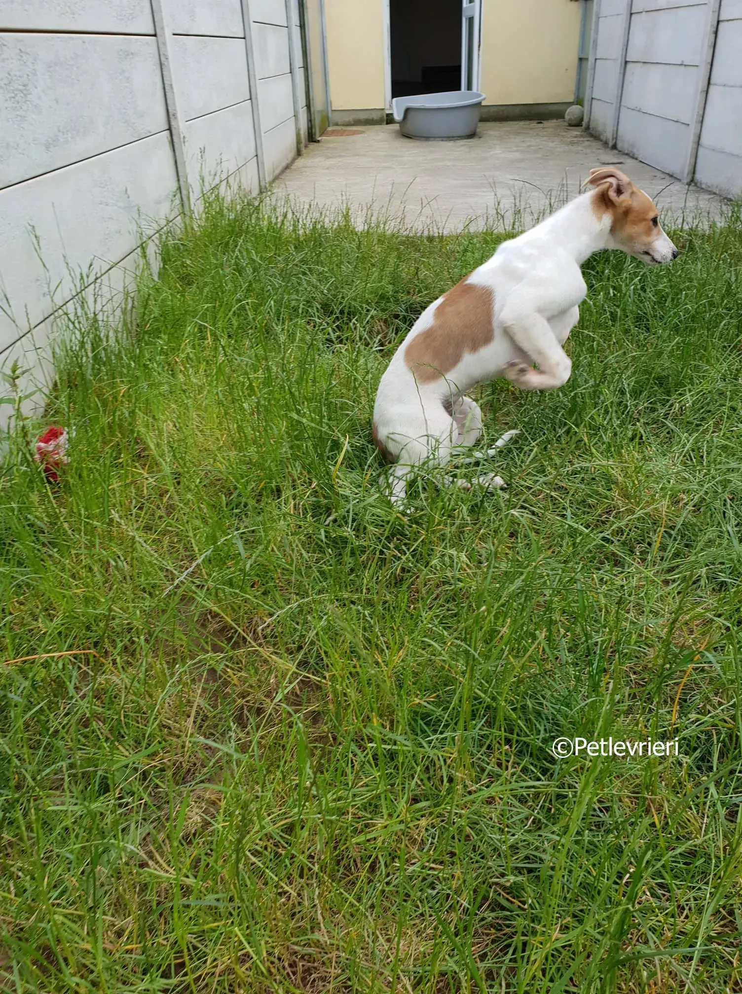 simon adozione levrieri greyhound 13