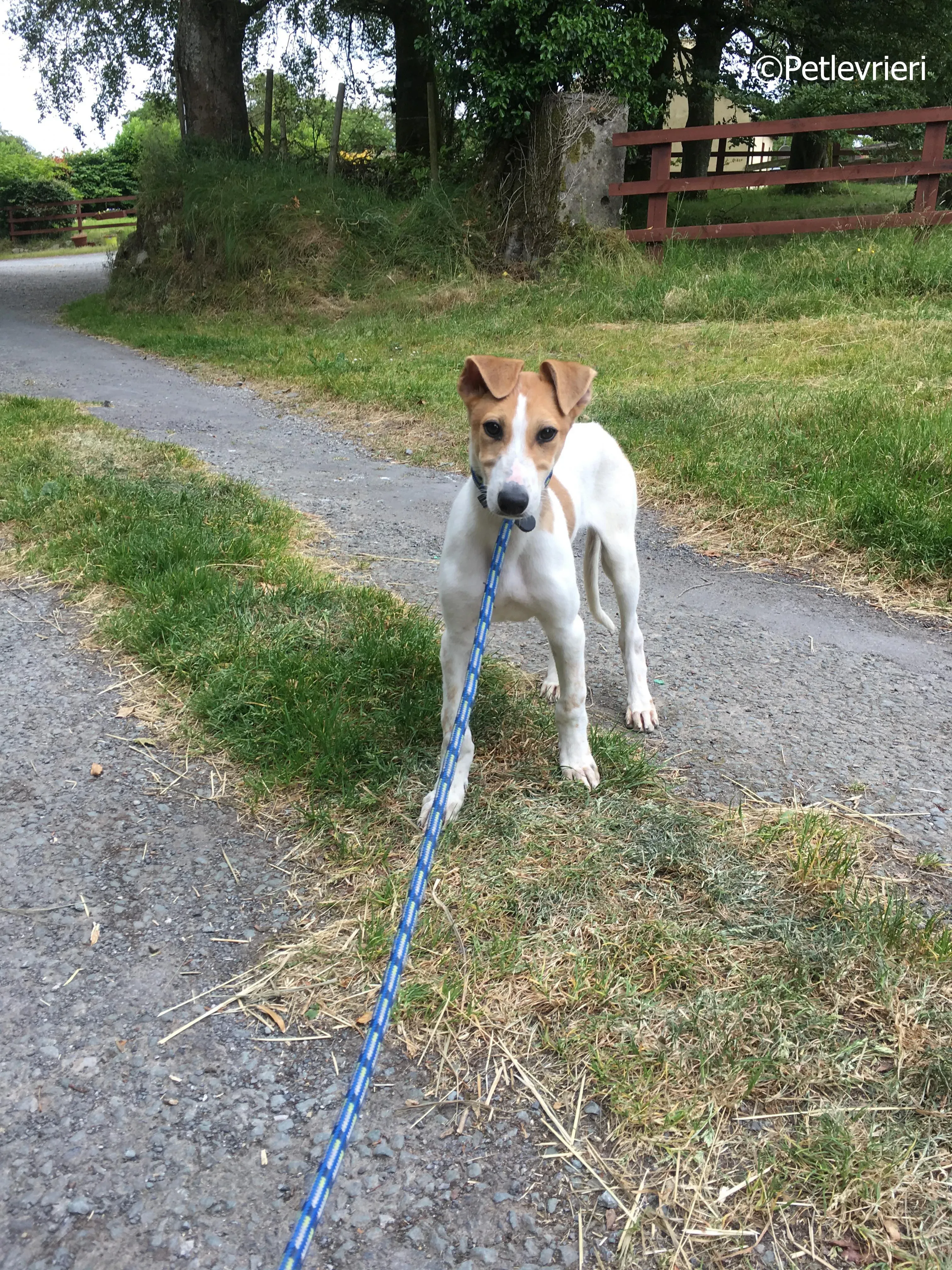 simon adozione levrieri greyhound 3 1