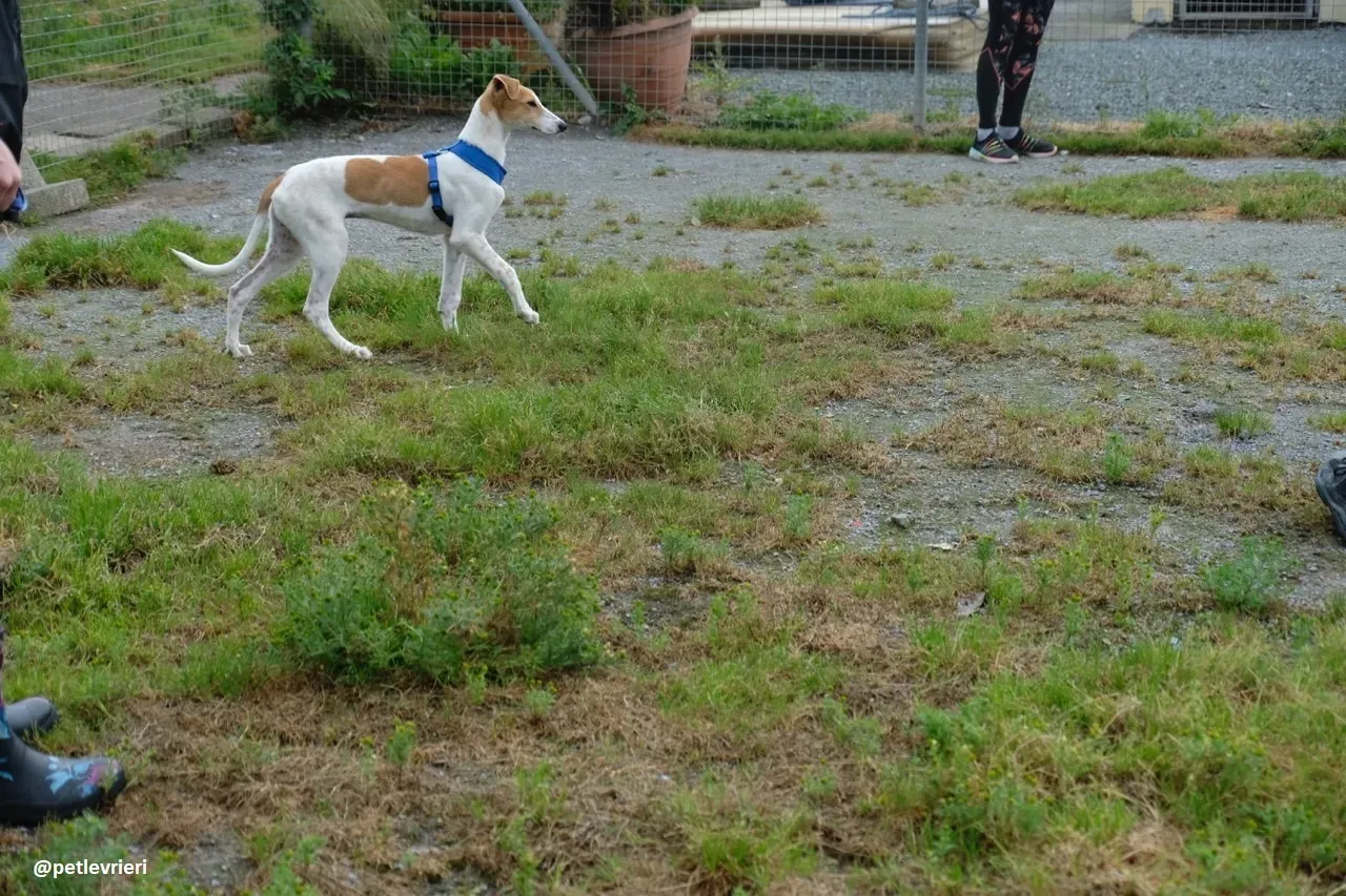 simon adozione lurcher 1