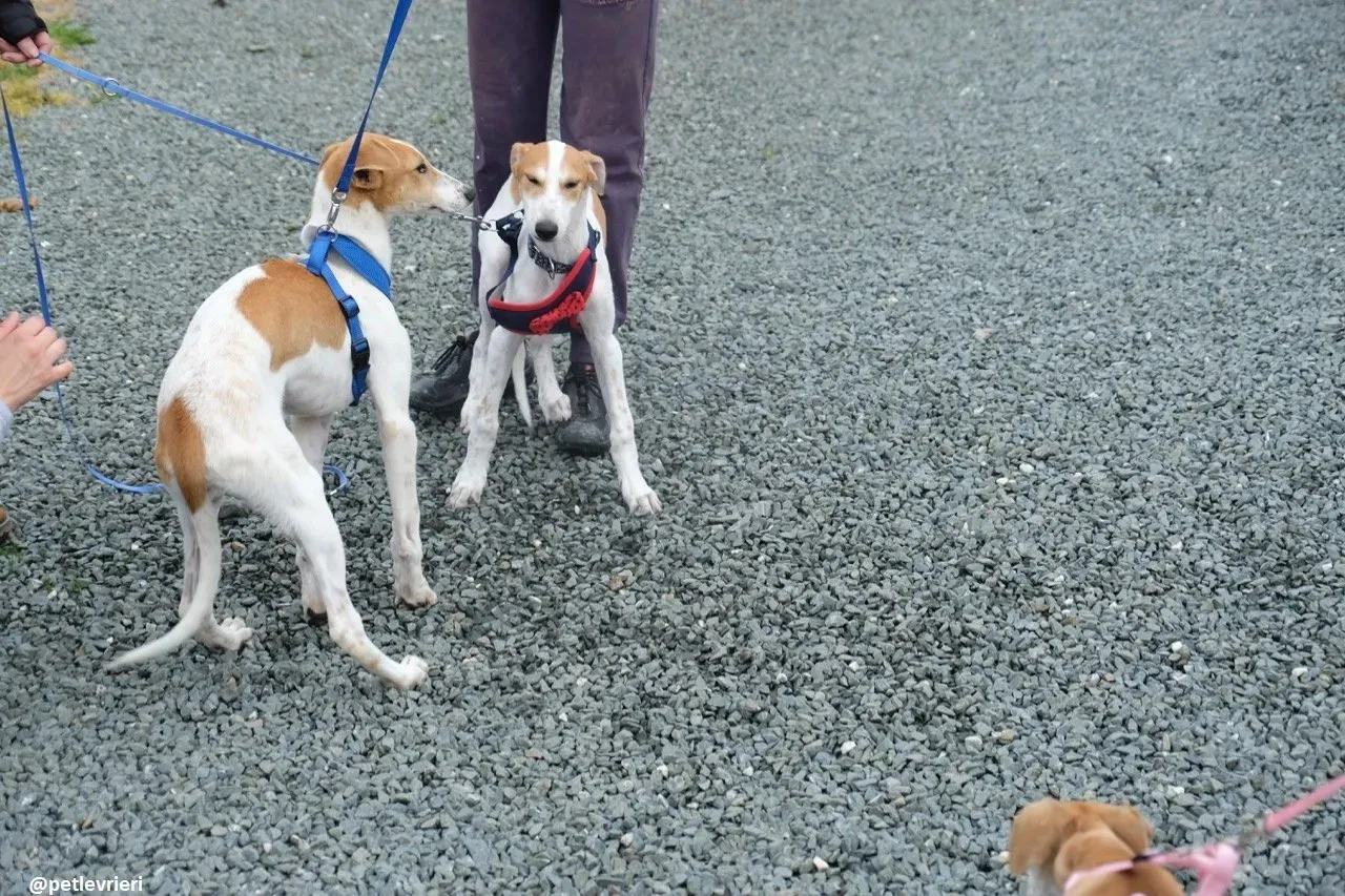 simon adozione lurcher 10