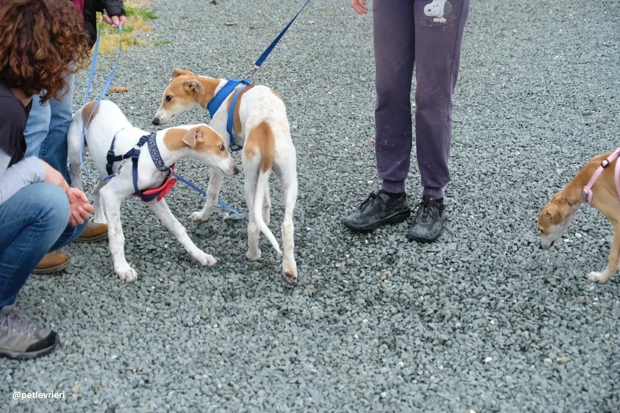 simon adozione lurcher 11