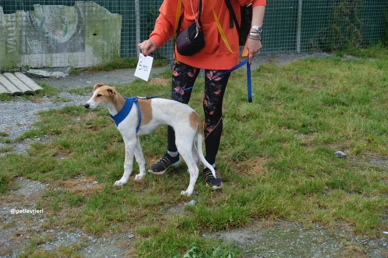 simon adozione lurcher 2