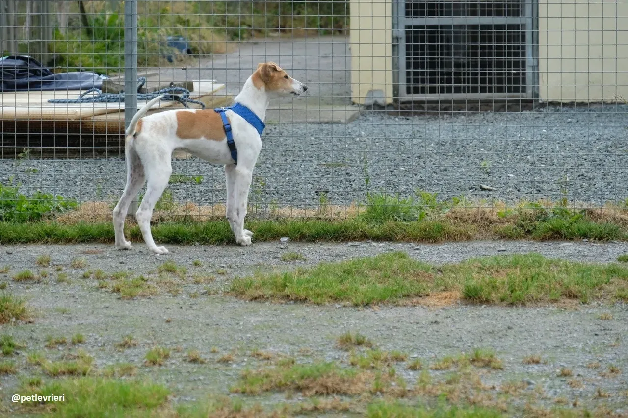 simon adozione lurcher 3