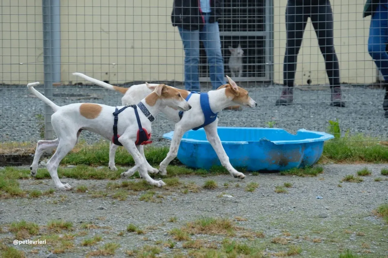 simon adozione lurcher 4