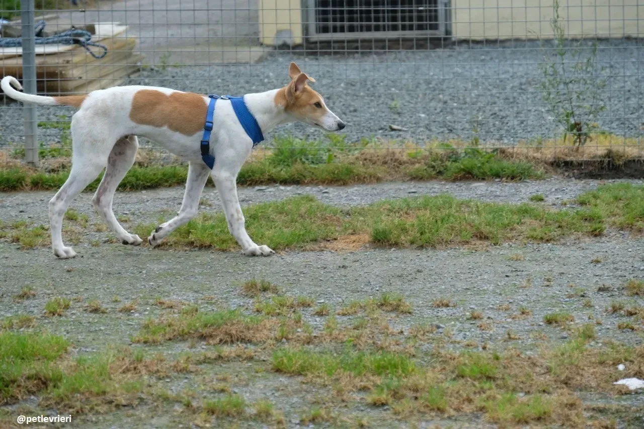 simon adozione lurcher 5