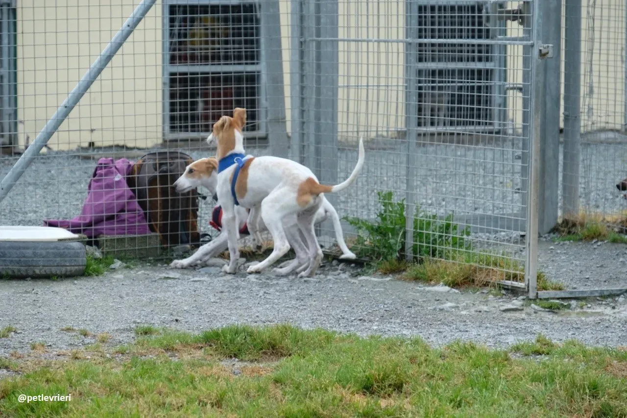 simon adozione lurcher 6