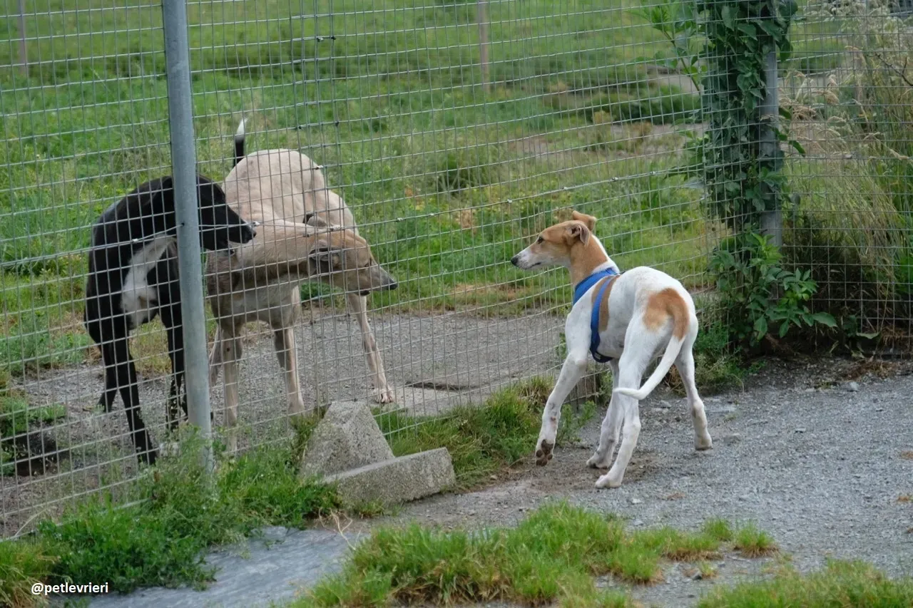 simon adozione lurcher 7