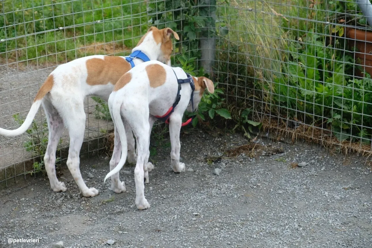 simon adozione lurcher 8