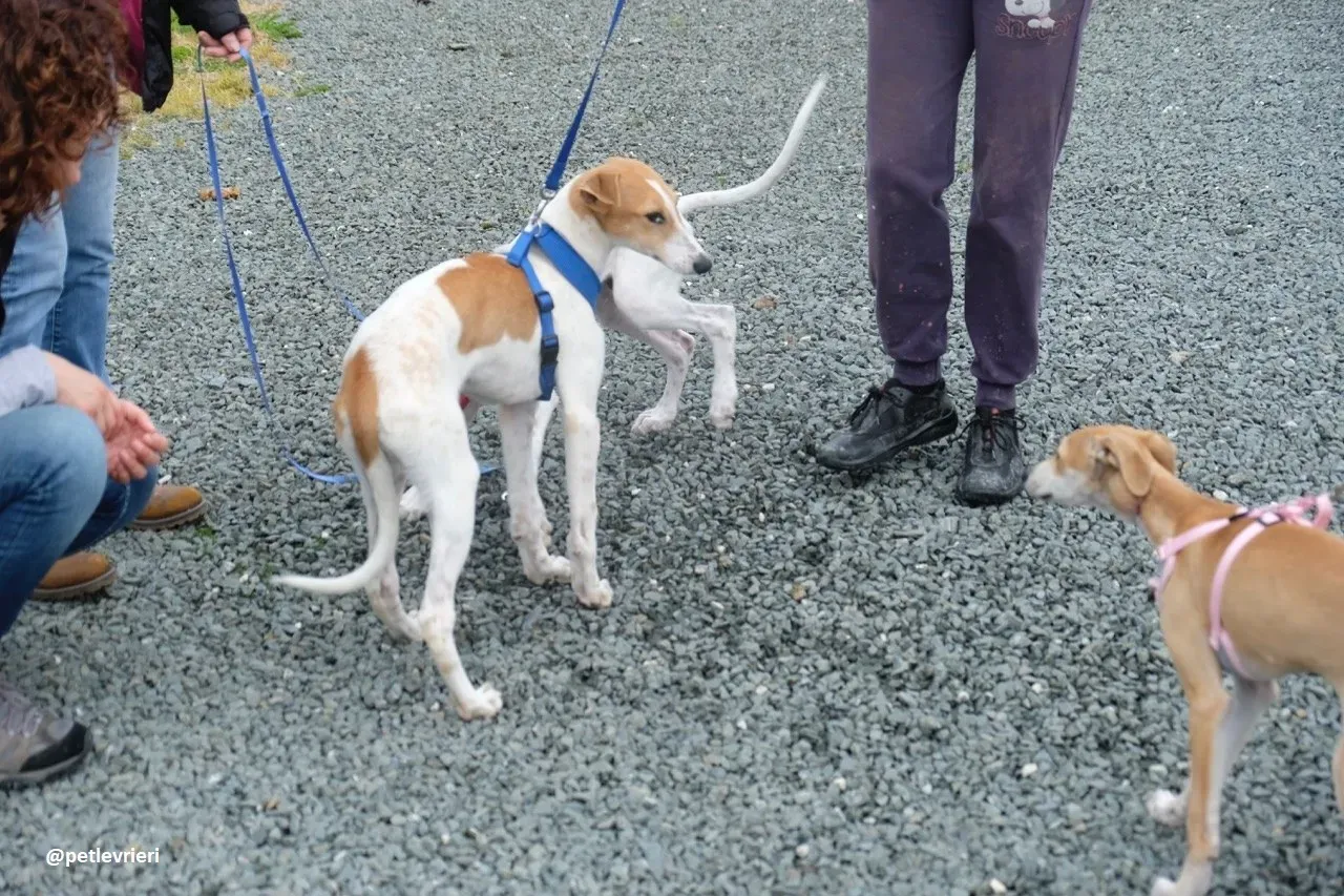 simon adozione lurcher 9