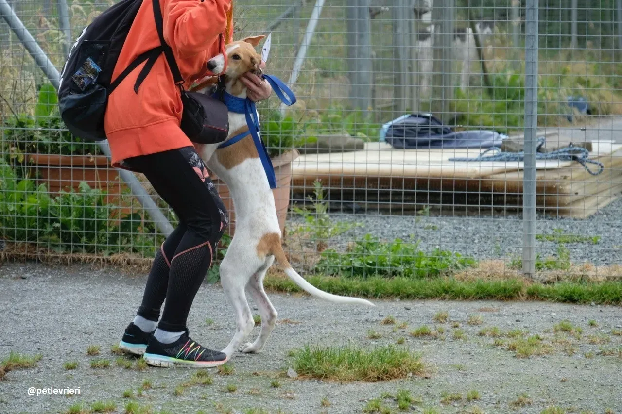 simon adozione lurcher