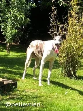 sinatra adozione greyhound 1