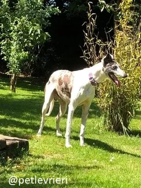 sinatra adozione greyhound 3
