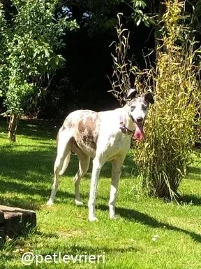 sinatra adozione greyhound 4