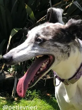 sinatra adozione greyhound 5