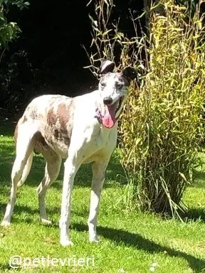 sinatra adozione greyhound